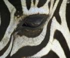 Göz Zebra